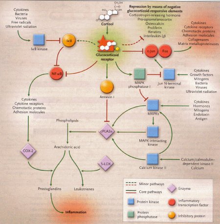 Long term effects of 1 cycle of steroids